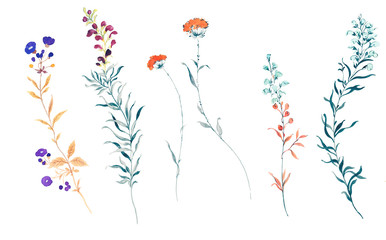 Flowers watercolor illustration.Manual composition.Big Set watercolor elements.