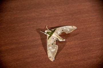 Specimen of night moth on wooden background