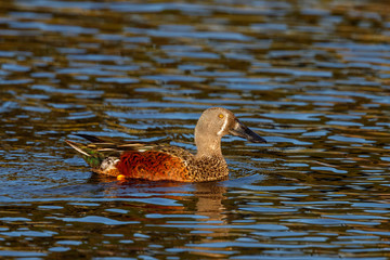 Australasian Shoveler in New Zealand