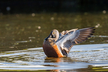 Australasian Shoveler in New Zealand