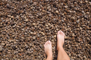 Young woman barefoot walking on brown, dry fallen pine cones in forest. Natural massage on special...