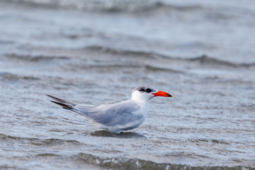 Caspian Tern in New Zealand