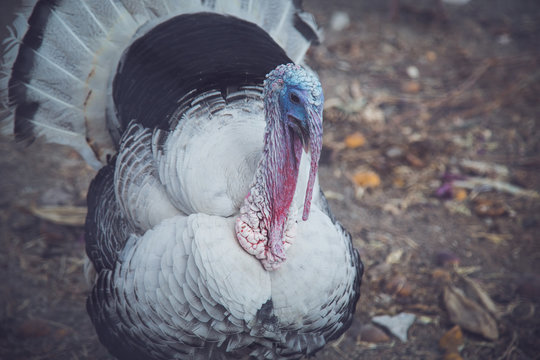 Gorgeous turkey white isolated on background. Portrait of farming bird turkey