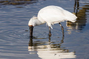 Royal Spoonbill in New Zealand