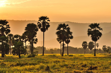 Obraz premium Sunset sugar palm tree in phetchaburi Thailand