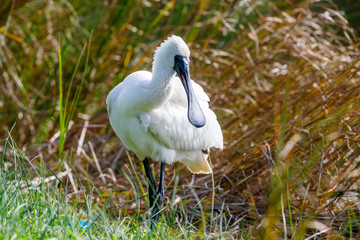 Royal Spoonbill in New Zealand