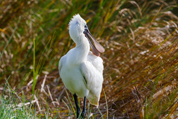 Royal Spoonbill in New Zealand