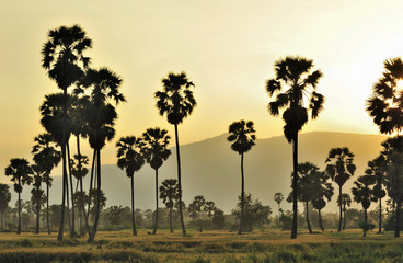Fototapeta na wymiar Sunset palm tree in Phetchaburi Thailand 