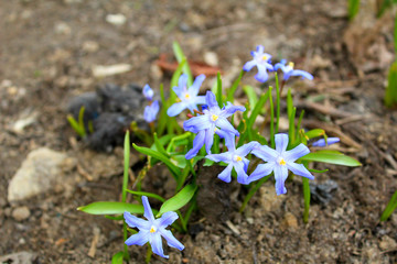 spring blue flowers in the garden close-up