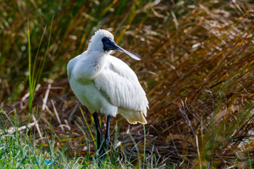 Royal Spoonbill in New Zealand
