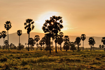 Fototapeta premium Sunset sugar palm tree in phetchaburi Thailand