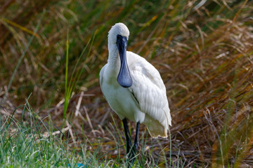 Royal Spoonbill in New Zealand