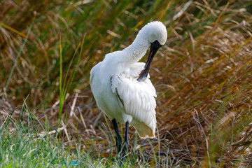 Royal Spoonbill in New Zealand