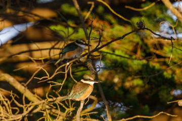 Sacred Kingfisher in New Zealand