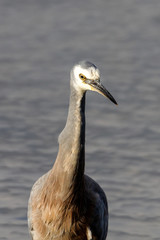 White-faced Heron in New Zealand