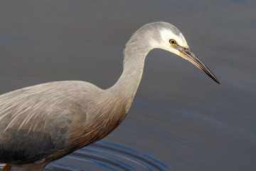 White-faced Heron in New Zealand