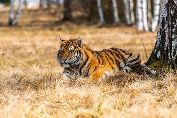Plakat A Siberian tiger (Panthera tigris) a beautiful portrait of a great tiger set in a typical setting for this amazing animal by a Russian taiga.
