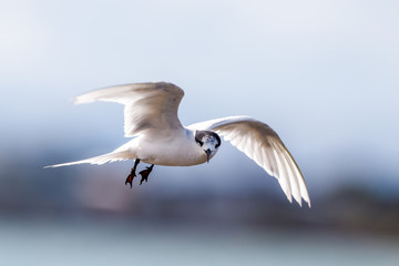 White-fronted Tern in New Zealand