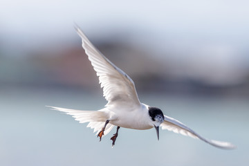 White-fronted Tern in New Zealand