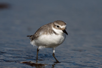 Endemic Wrybill Shorebird in New Zealand