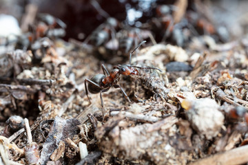 big red forest ant in natural habitat