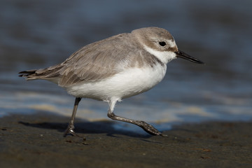 Endemic Wrybill Shorebird in New Zealand