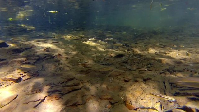 Large congregation of small freshwater fish, mostly Black Nose Dace and Creek Chubs, swim randomly underwater.