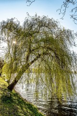 schöne Trauerweide am ufer eines Sees im Gegenlicht mit Sonne