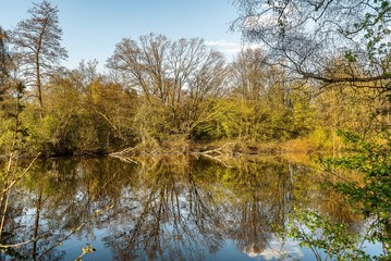 Fototapeta na wymiar wunderschöne Spiegelung von Bäumen in einem See im Frühling