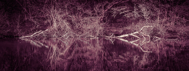 Reflexion  von bäumen in einem See grafisch in schwarz-weiss mit Tonung