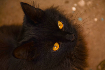 A black cat with yellow eyes looks directly at the screen. A beautiful cat is photographed from above.