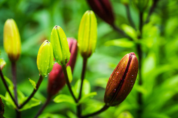Lily flowers growth in the garden. Shallow depth of field.
