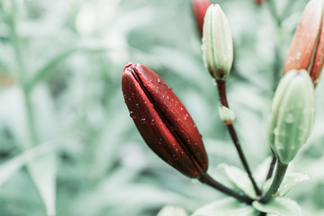 Lily flowers growth in the garden. Shallow depth of field.