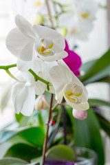 Fragment of blooming white and pink orchids.