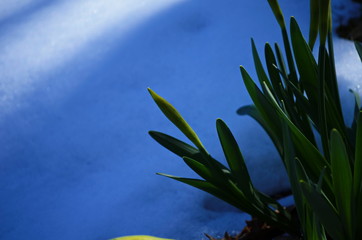 view on spring narcissus flowers. Narcissus flower also known as daffodil, daffadowndilly