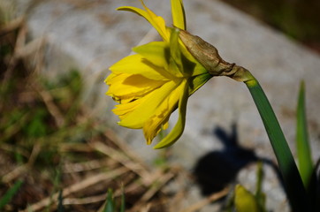 view on spring narcissus flowers. Narcissus flower also known as daffodil, daffadowndilly