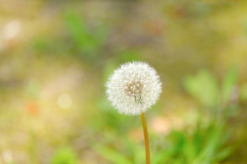 dandelion flufff in the grass
