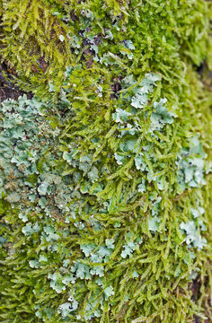 Closeup detail of lichens growing on tree turnk