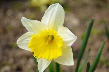 view on spring narcissus flowers. Narcissus flower also known as daffodil, daffadowndilly