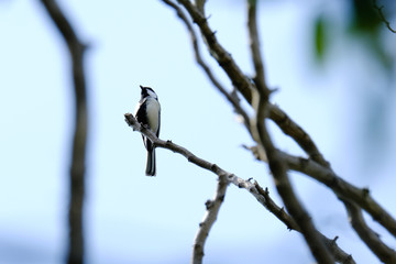 japanese tit on branch