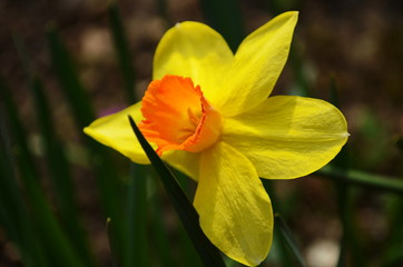 view on spring narcissus flowers. Narcissus flower also known as daffodil, daffadowndilly