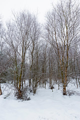 Trees in snowy winter rural landscape scene