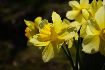 view on spring narcissus flowers. Narcissus flower also known as daffodil, daffadowndilly