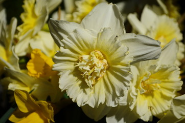 view on spring narcissus flowers. Narcissus flower also known as daffodil, daffadowndilly