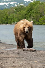 Ruling the landscape, brown bears of Kamchatka (Ursus arctos beringianus)