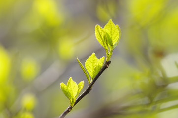 エゴノキの新芽