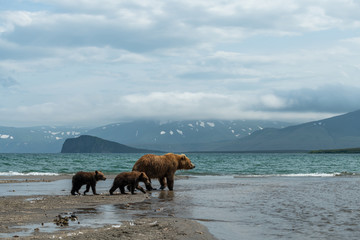 Ruling the landscape, brown bears of Kamchatka (Ursus arctos beringianus)