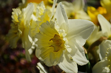 view on spring narcissus flowers. Narcissus flower also known as daffodil, daffadowndilly