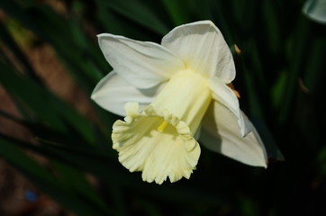 view on spring narcissus flowers. Narcissus flower also known as daffodil, daffadowndilly