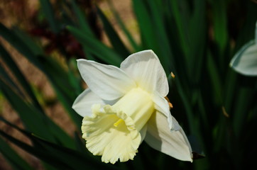 view on spring narcissus flowers. Narcissus flower also known as daffodil, daffadowndilly